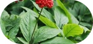 Panax Ginseng